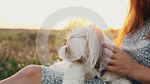 Joyful Shih Tzu with ponytails yawns