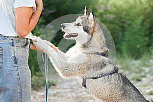 joyful Siberian Husky extends a paw to a human friend