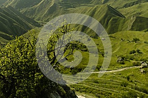 Joyful summer mountain landscape - bright lush green meadow on mountain slopes with thin road and tree on ledge