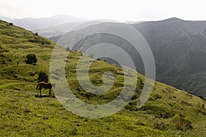 Joyful summer mountain landscape - bright lush green slope with meadow and graze horse, mountain ridges in mist of early morning