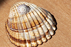 Joyful and summery set of seashells on a diffuse and colorful background