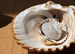 Joyful and summery set of seashells on a diffuse and colorful background