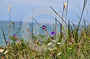 Joyful Tibouchina granulosa flower on the hillside photo