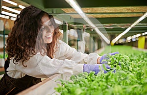 Joyful woman checking plants in greenhouse.