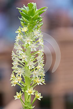 Joys white pineapple lily flowers