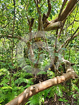 Jozani Forest is a natural pharmacy, a source of natural medicines. Every plant or tree heals something.