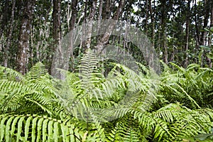 Jozani Forest, Zanzibar, Tanzania