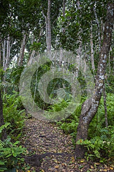 Jozani Forest, Zanzibar, Tanzania