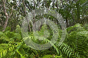 Jozani Forest, Zanzibar, Tanzania