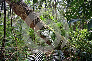 Jozani rain forest. Zanzibar, Tanzania, Africa