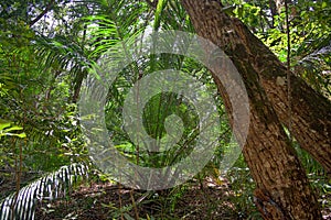 Jozani rain forest. Zanzibar, Tanzania, Africa