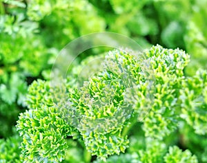 JP-25166 Parsley