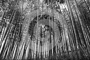 JP Bamboo Plants BW 24mm