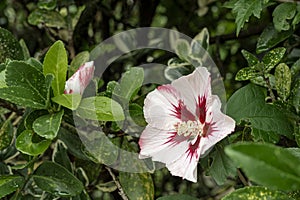 _JP12741-Hibiscus flower. - White hibiscus flower in a hedge, Alsace, France. photo