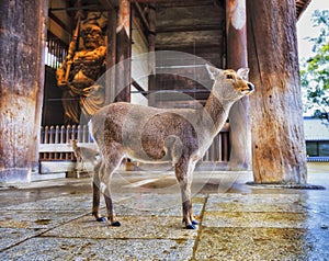 JP Nara Deer low gate temple