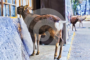 JP Nara Deers Window