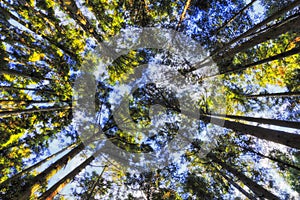 JP Ohara pine crowns sky