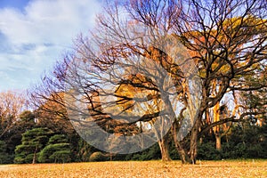 JP Tokyo meiji park big yellow tree