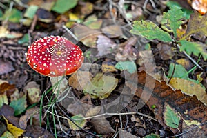 _JP13361-amanite mushroom - Red Amanite with white spots Alsace France.