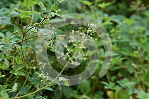 Jpanese hop Humulus japonicus flowers.