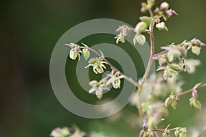 Jpanese hop Humulus japonicus flowers.