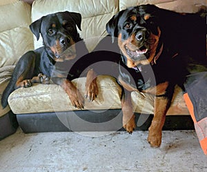 Nala and tyson rotties puppy dogs