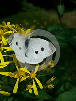 Jpg nature butterfly vlinder
