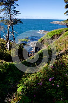 Juan de Fuca Straits with wild roses in forground and mountains in distance