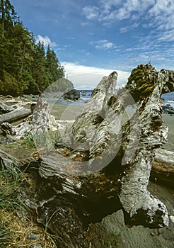 Juan De fuca trail beach photo