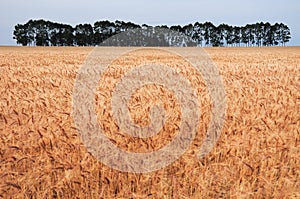 Juan Lacaze, Uruguay, is a picturesque sight with vast expanses of golden crops and pockets of trees gracing the fields. photo