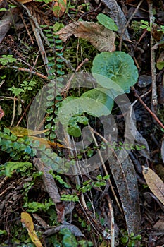 Ferns and leaves and plantas photo