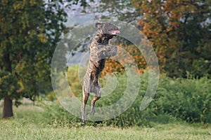 A jubilant Cane Corso leaps through the air, exuding playfulness