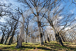 Jubilant oak trees - spring is coming back to Sweden