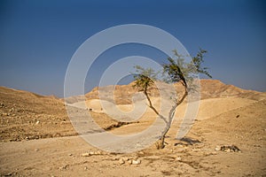 Judaean Desert hills