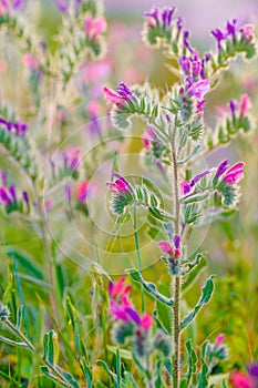 Judaean viper's bugloss flower