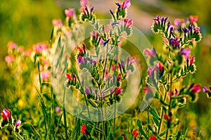 Judaean viper's bugloss flower