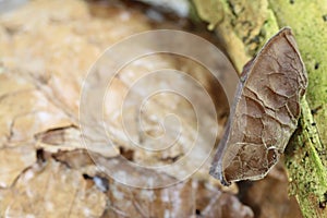 judas ear also elder mushroom, Auricularia auricula-judae