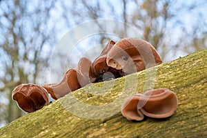 Judas ear Auricularia auricula-judae on a dead tree