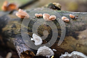 Judas ear (Auricularia auricula-judae) on a tree trunk