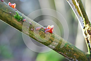 Judas ear (Auricularia auricula-judae) on a tree trunk