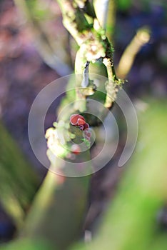 Judas ear (Auricularia auricula-judae) on a tree trunk