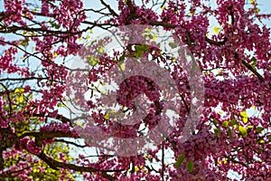 Judas tree against the blue sky in the Tbilisi Botanical Garden. Georgia country