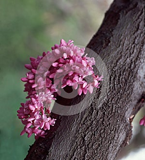 Judas Tree aka Redbud Tree Close Up photo