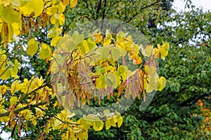 Judas tree in autumn photo