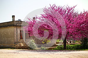 Judas tree in bloom rustic landscape Italy spring