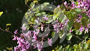 Judas tree in bloom on a sunny day