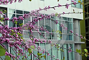 Judas tree blossom, Cercis siliquastrum