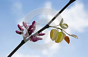 Judas tree blossom, Cercis siliquastrum