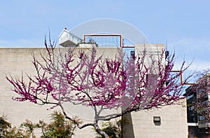 Judas tree blossom, Cercis siliquastrum