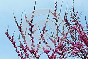 Judas tree blossom, Cercis siliquastrum